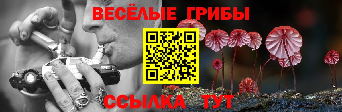 как найти закладки  Туймазы  Галлюциногенные грибы Cubensis  Псилоцибиновые грибы Psilocybe 